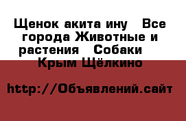 Щенок акита ину - Все города Животные и растения » Собаки   . Крым,Щёлкино